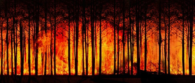 Live-Karte der Waldbrände zeigt Ausmaß der Katastrophe